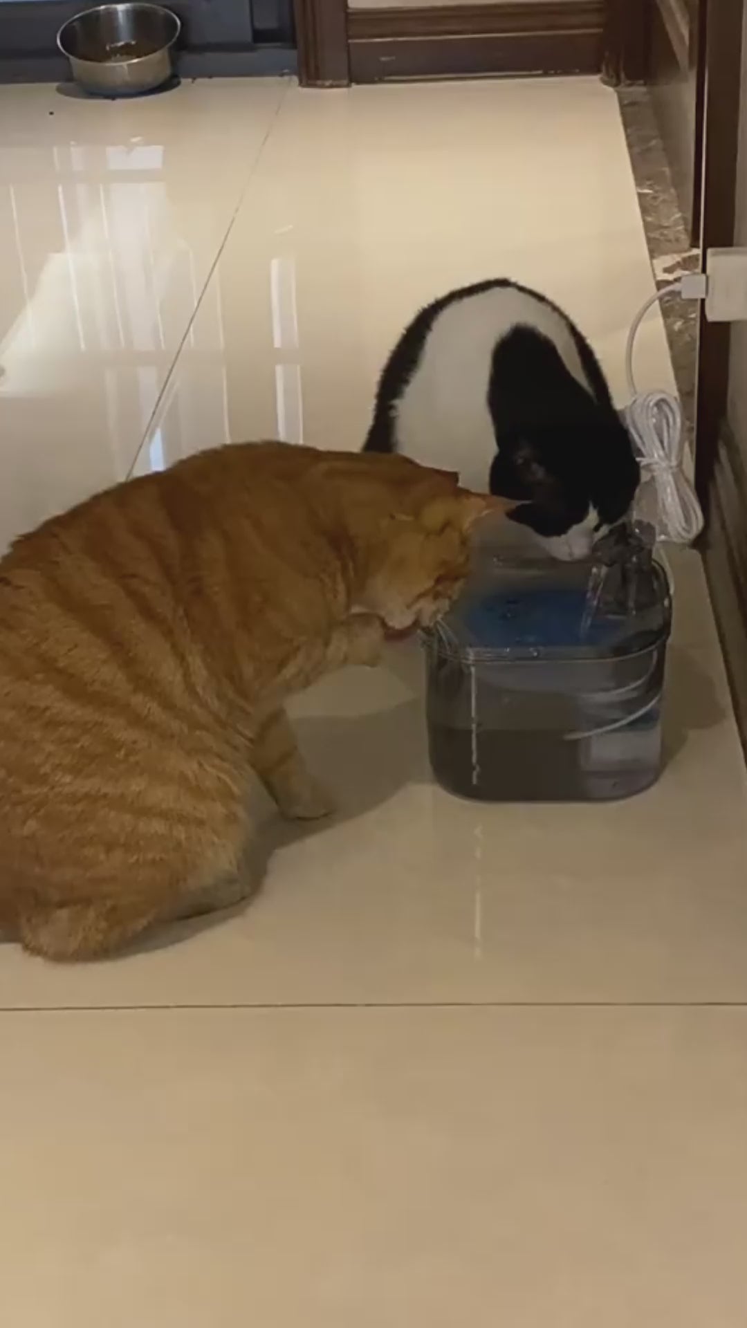 AquaNapf™ | Ersatzfilter-Set – Für dauerhaft sauberes Wasser